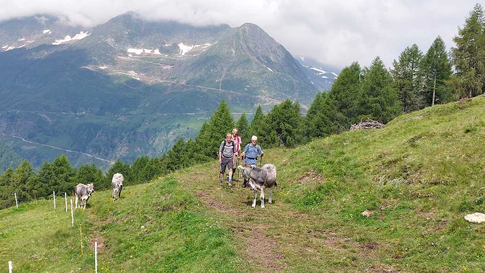 KuhvorGostalm